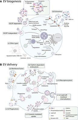 Biogenesis and delivery of extracellular vesicles: harnessing the power of EVs for diagnostics and therapeutics